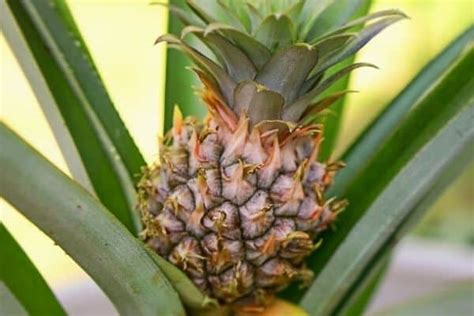 How To Grow Pineapples In A Cool Climate Urban Garden Gal