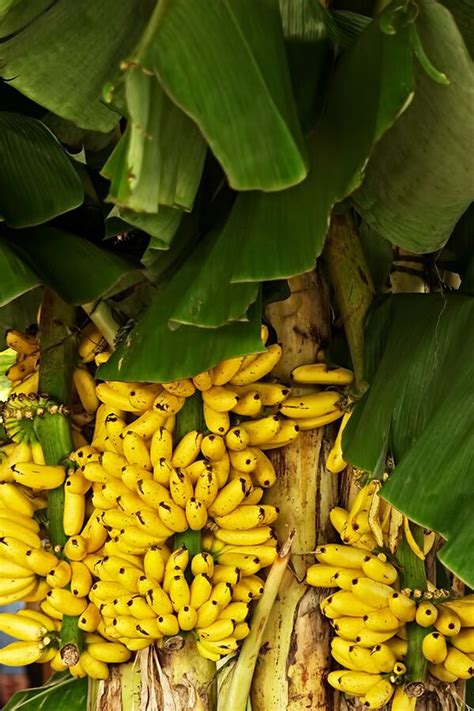 How To Grow Banana Plants Indoors And Outdoor Gowritter Banana