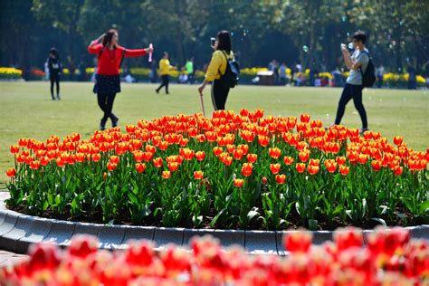 tulips-sprouted-like-fistfuls-of-crayons-in-qingxiu-mountain,-nanning,-guangxi-guangxi,-green