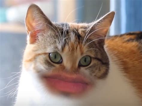 Cats With Human Mouths Need We Say More Hellogiggles