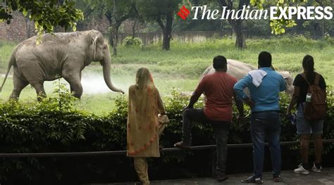 Delhi Zoo Welcomes Visitors After Three Months Take A Look At These