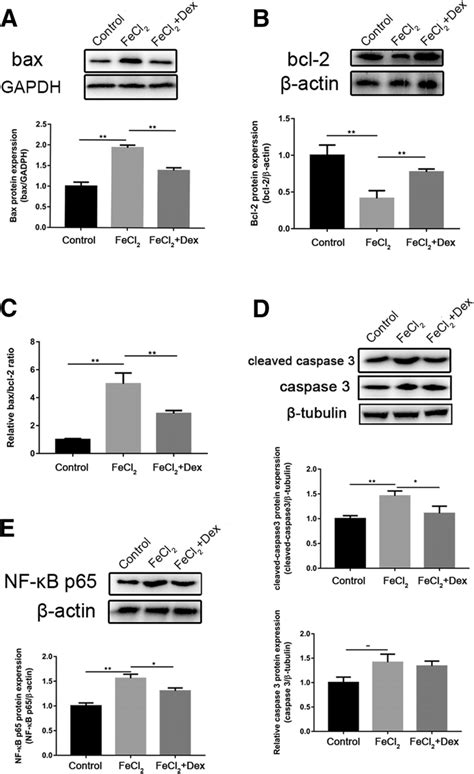 Dex Modulates Apoptosis Associated Protein Expression And Downregulates