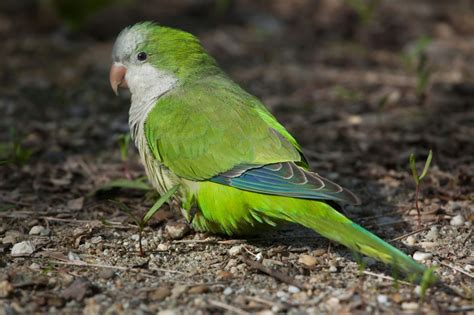 Incredibly Useful Tips To Care Of A Quaker Parrot Bird Eden