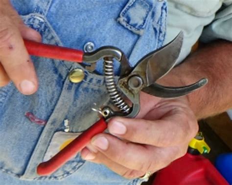 Best Pruning Shears