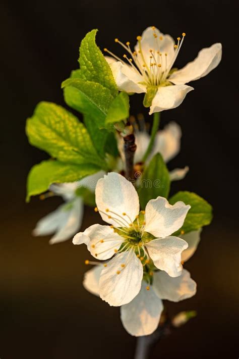 Blooming Plum Tree Closeup Spring White Flowers Stock Image Image Of