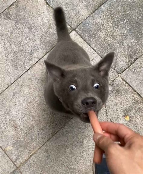 This Adorable Puppy Looks Like A Cat Dog Hybrid And People Cant Handle