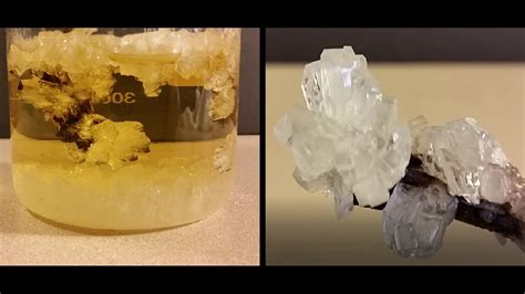 He is fondly called 'suga' by his fans. Grow Crystals From Sugar (Crystal Candy) - YouTube