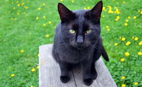 10 Black Cat Breeds The Fascinating World Of Felines