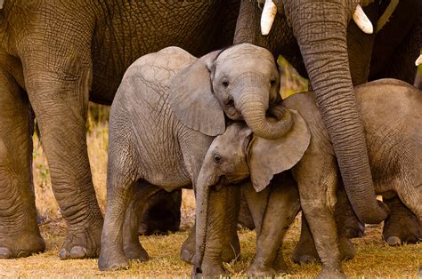 Baby Elephants African Elephant Herd Camp Jabulani Kapama Private