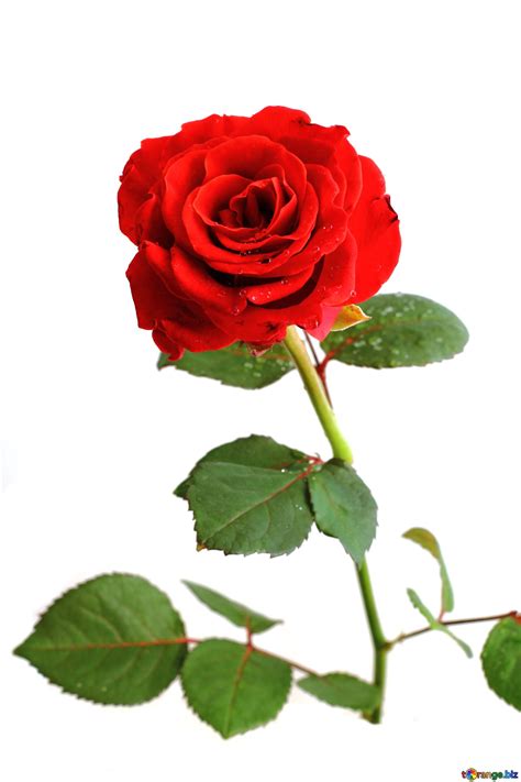 Download Free Picture Red Rose On Cc By License ~ Free Image Stock