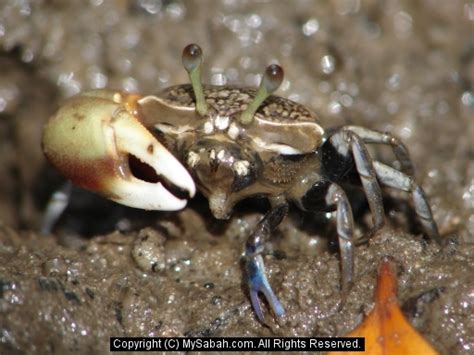 Borneo Fiddler Crabs Sabah Malaysiafiddler Crab Dsc06737