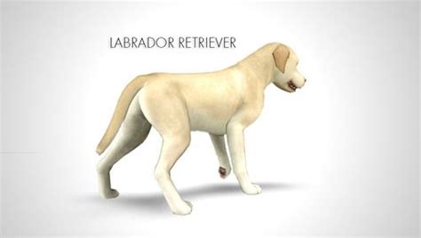 Labrador Retriever Sims 3 Pet By Morganabanana Sims Pets Sims 3 Sims