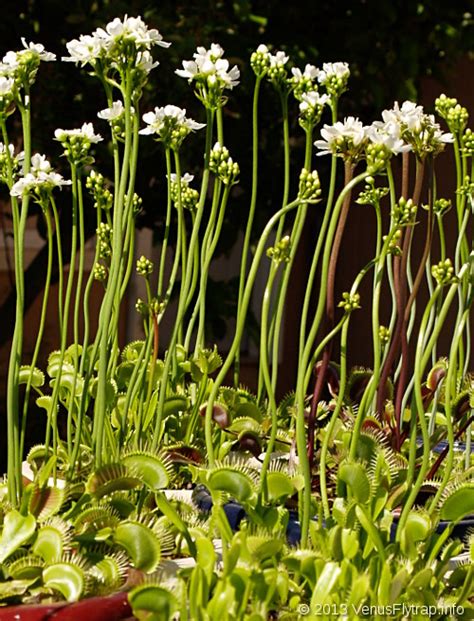 Venus Fly Trap Ust Greenhouse Project