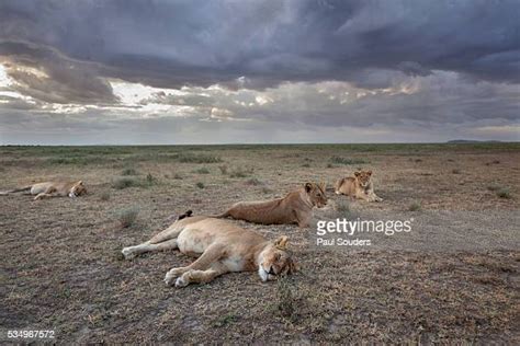 Lion Sleeping Photos And Premium High Res Pictures Getty Images