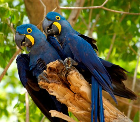 Forças armadas e o dia da defesa nacional? Dia Nacional da Defesa da Fauna - eFlora Web