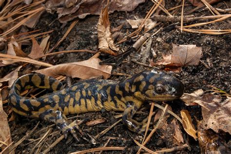 Barred Tiger Salamander Larvae