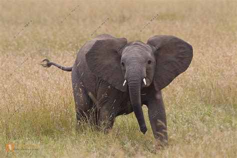 Afrikanischer Elefant Jungtier Bild Bestellen Naturbilder Bei