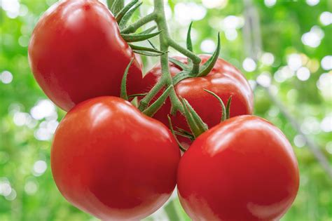 Top 10 Faqs About Tomatoes Naturefresh Farms