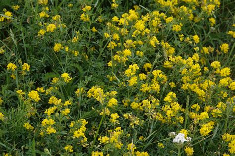 Alfalfa ‘sholty Hardiness Drought Tolerance Conservation Plant