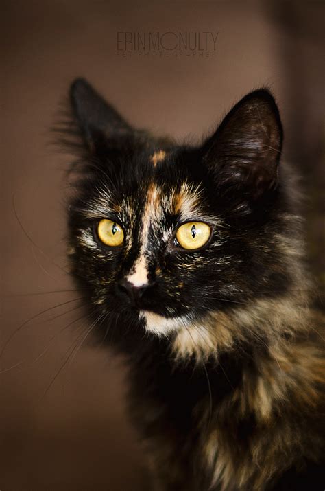 Maybe you would like to learn more about one of these? Rescue Kittens for Adoption Melbourne