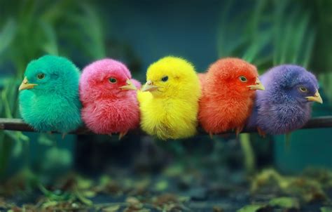 Wallpaper Birds Chickens Chicks Perch Images For