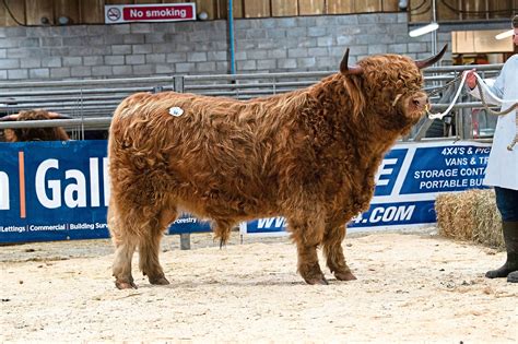 Highland Cattle Society President Pledges Unity Press And Journal