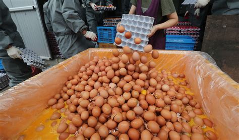 서울신문 친환경 농가 60곳에서 살충제 계란 추가 발견
