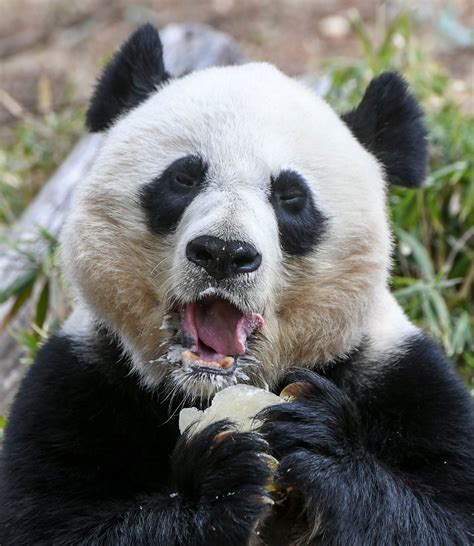 No Giant Panda Cub This Year National Zoo Announces The Washington Post