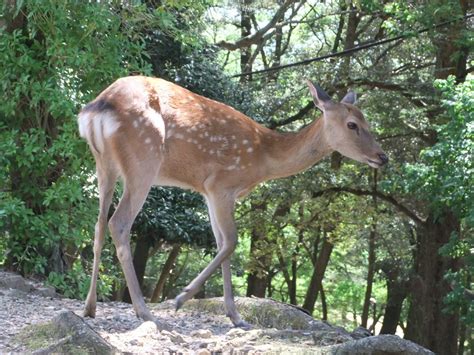 The site owner hides the web page description. 奈良公園の鹿 - 太陽ってのはなぁ、電子レンジなんだよ! ～高1生の生活記録～