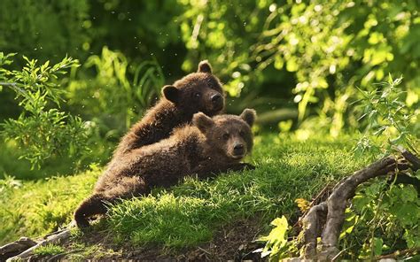 Photo Of Two Young Brown Bear Cubs Hd Animals Wallpapers