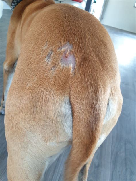 Dog Losing Patches Of Hair On Back Ph
