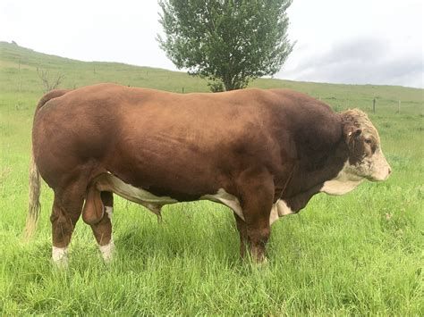 Simmental Bull Nz Touro