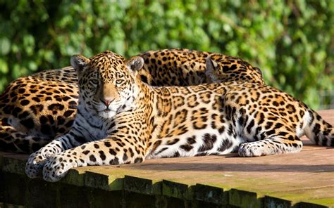 beauty, Cute, Amazing, Amazing, Leopard, Animal Wallpapers HD / Desktop 