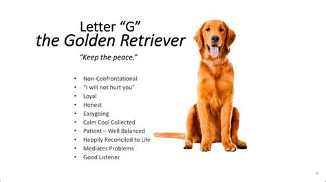 The 4 Personality Animals The Golden Retriever Youtube