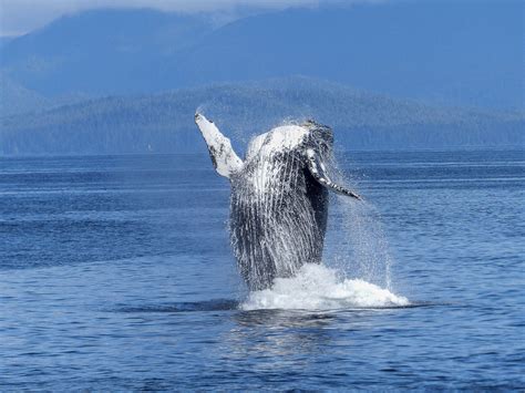 3544x2658 Animal Nature Ocean Sea Splash Water Whale Wildlife