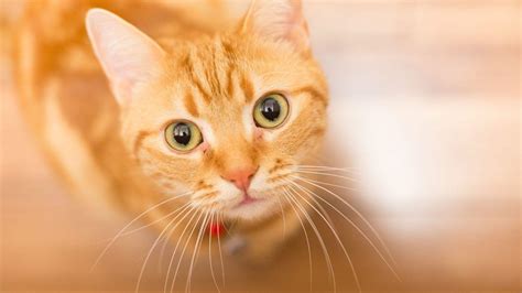 Choose from a curated selection of cat wallpapers for your mobile and desktop screens. Orange Cat Wallpapers - Wallpaper Cave
