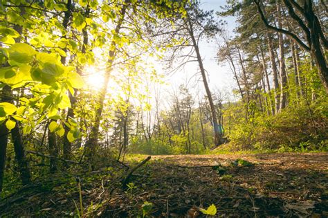 Sunset Light Into Green Forest Stock Image Image Of July Light 91435731