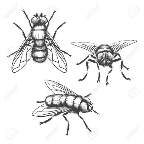 House Fly Drawing At Getdrawings Free Download