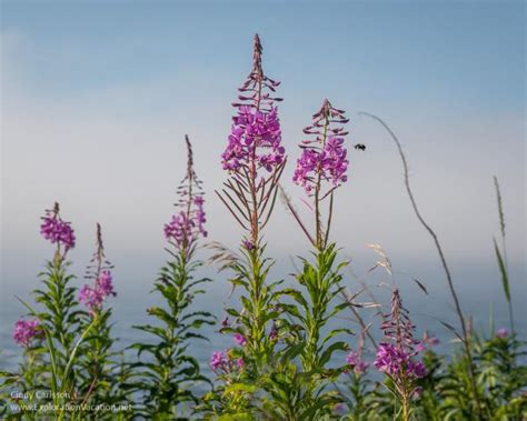 Fireweed At The End Of A Northern Minnesota Summer Exploration Vacation