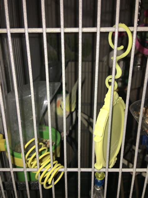 At all pets clinic in ocala, florida, we know your pets are family, and family deserves the highest quality, most compassionate care available—without breaking the bank. Cockatiel Birds For Sale | Ocala, FL #308036 | Petzlover