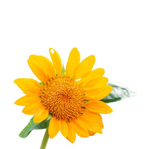 Sunflower Landscape Closeup Plant Sunflower Landscape Close Up Png