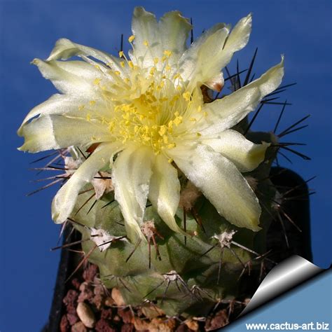 You see them in your office or local hardware store, maybe even your local mexican restaurant. Copiapoa montana FR522