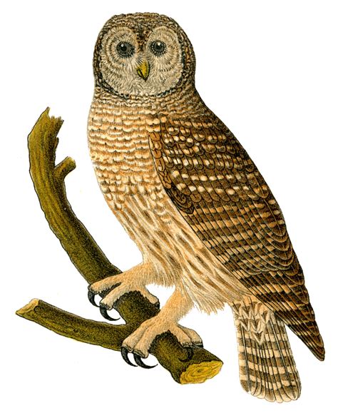 120 Owl Clipart Ideas Owl Owl Clip Art Clip Art Clip Art Library