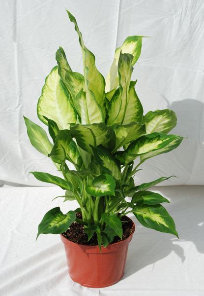 Foothill Tropicals Inc Indoor Tropical House Plants