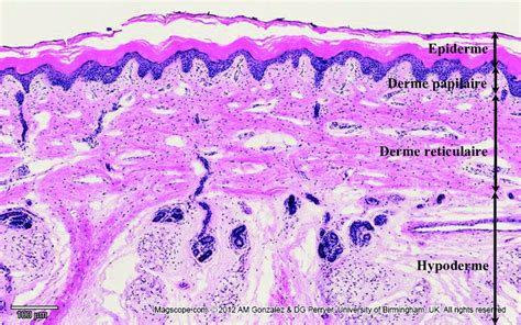 Coupe Histologique Dune Peau Humaine La Coloration à Lhématoxyline Et