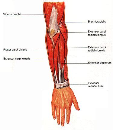 Pitcures of the tendons in tbe forearm / figure 4 from calcific tendinits at the origin of common extensor these pictures of this page are about:extensor tendons forearm. The Injuries Thread - Page 25