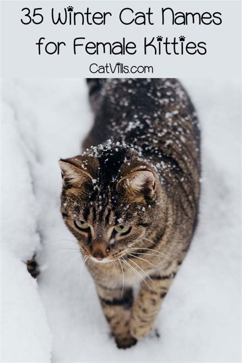 Top 70 Best Winter Cat Names For Boys And Girls Winter Cat Cat Names