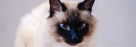 Balinese Cat Breed Information Personality Characteristics Whiskas
