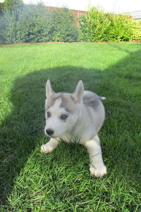 Notice to all the people who watched the togo movie: KC Reg Siberian Husky Puppies for sale | Cambridge ...