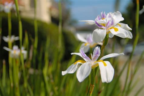 Free Stock Photo Of 2 White Purple And Yellow Iris Flowers Among Stems